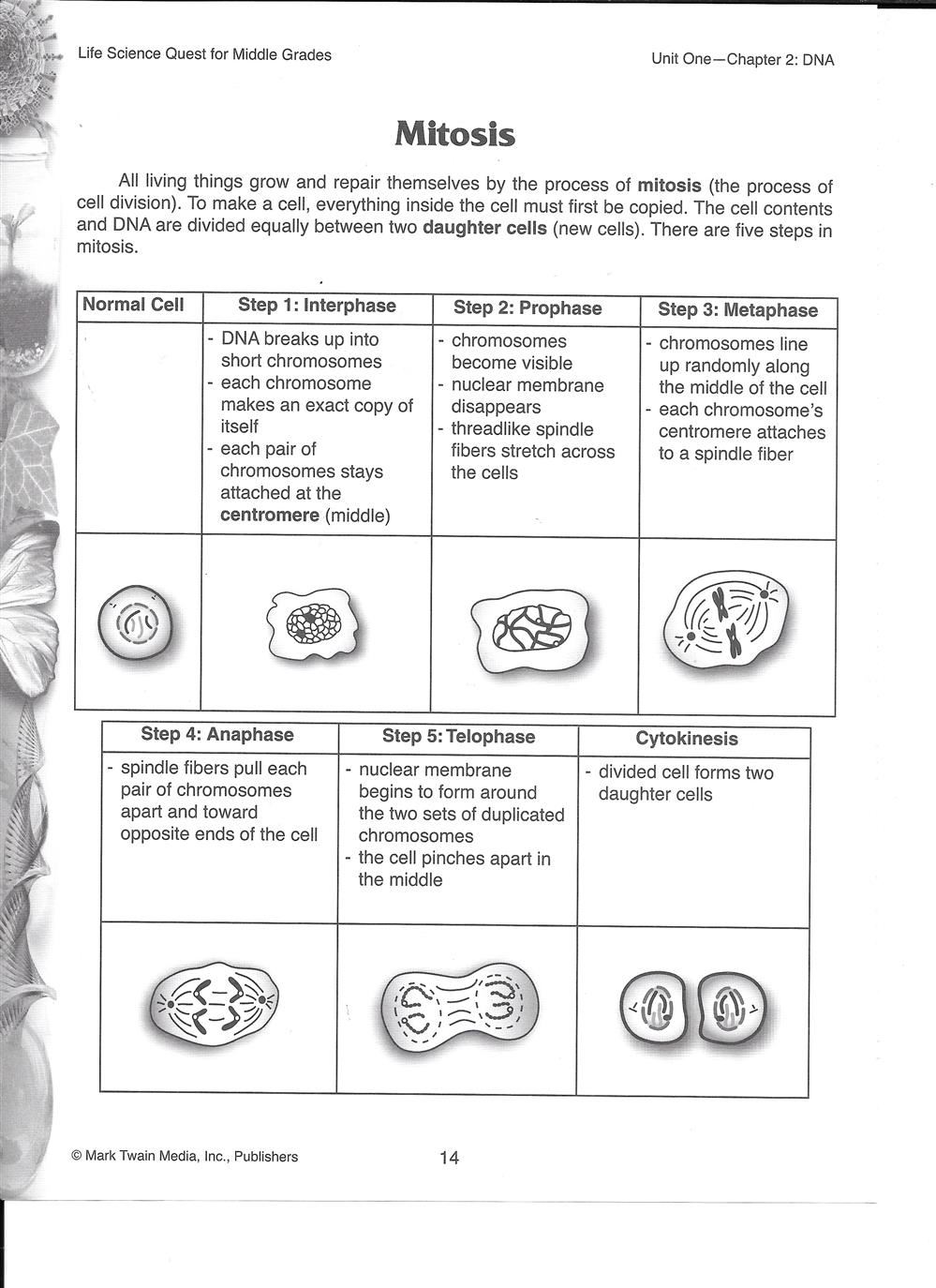 Mitosis